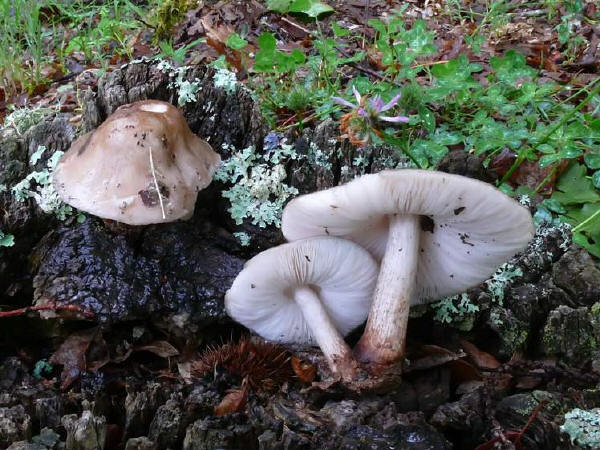 Pluteus cervinus