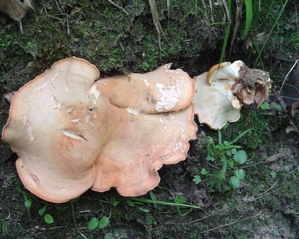 Polyporus confluens