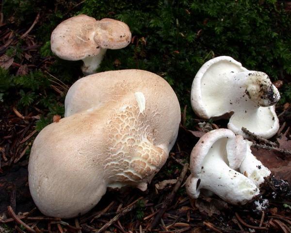 Polyporus ovinus