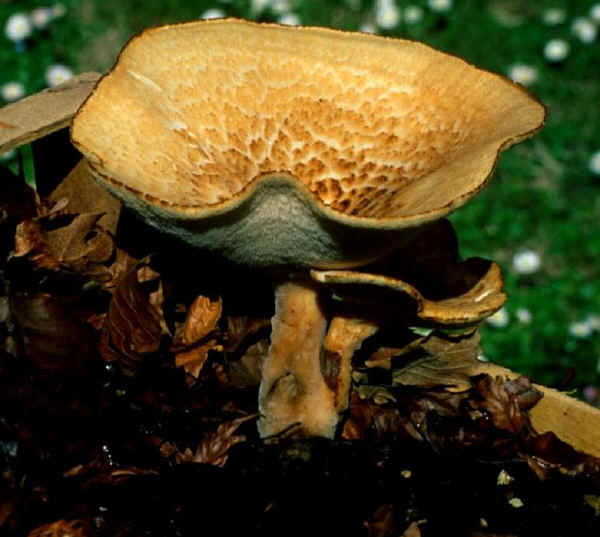 Polyporus tuberaster