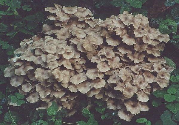 Polyporus umbellatus