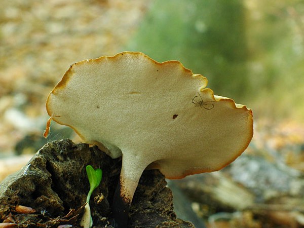 Polyporus varius