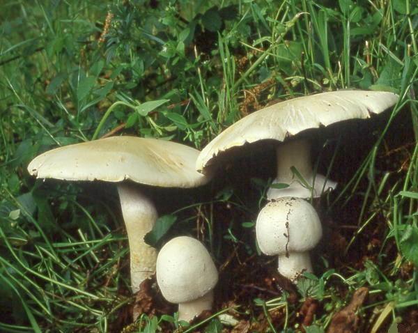 Psalliota arvensis - Agaricus arvensis