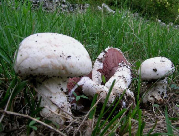 Agaricus campestris