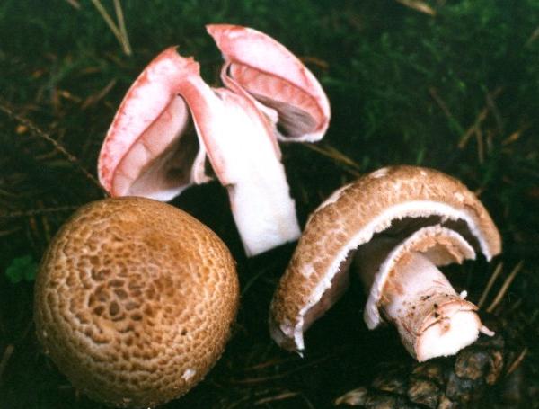 Agaricus langei