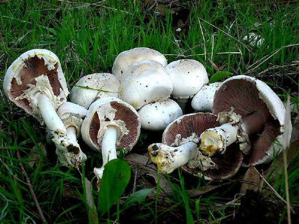 Agaricus xanthoderma