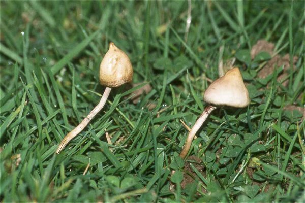 Psilocybe semilanceata