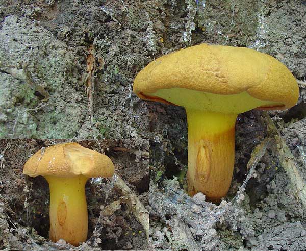 Pulveroboletus lignicola (Kallenb.) Pilàt