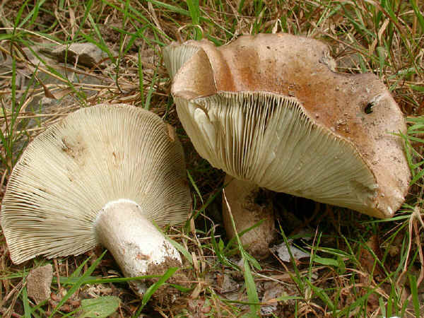 Russula acrifolia Romagn.