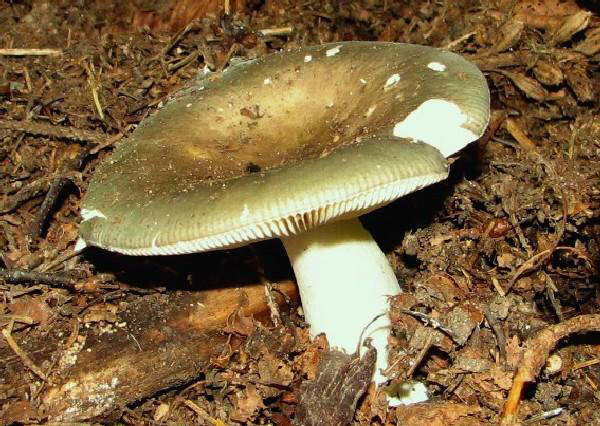 Russula aeruginea 