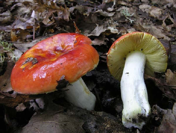 Russula aurata