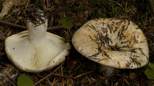 Russula delica