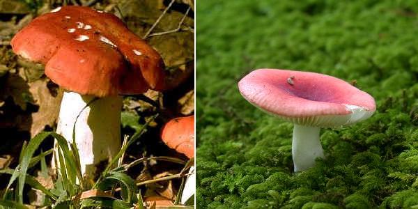 Russula emetica var. silvestris