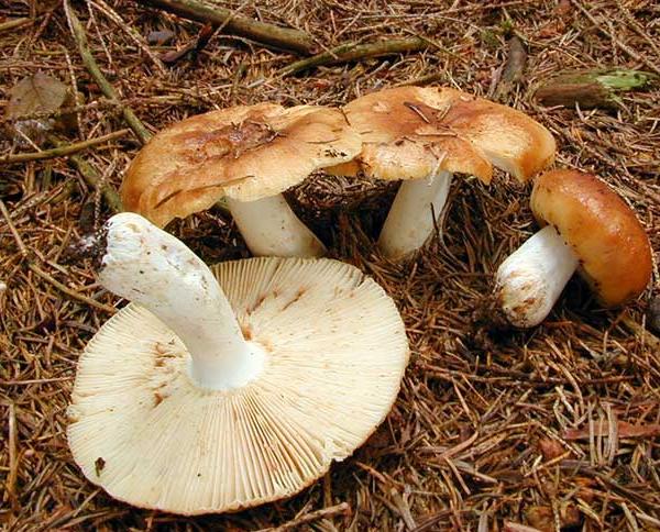 Russula foetens