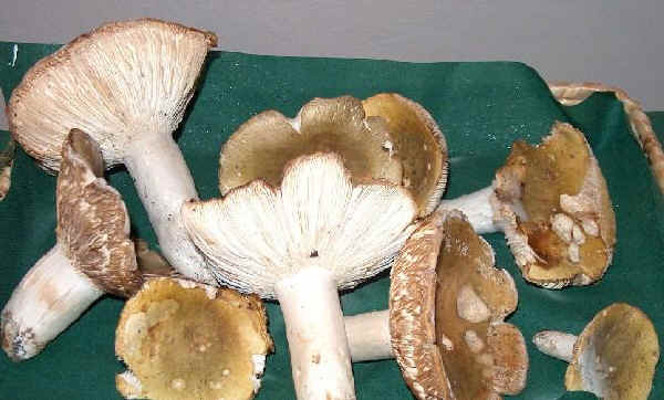 Russula heterophylla 