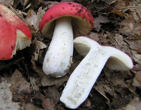 Russula lepida