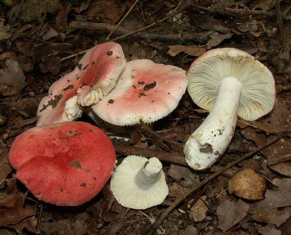 Russula luteotacta