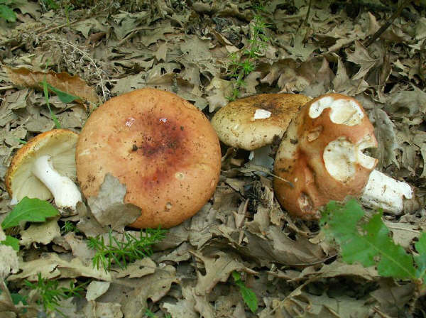 Russula maculata