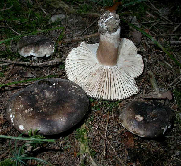 Russula nigricans (Bull.) Fr.