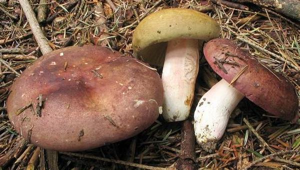 Russula olivacea 