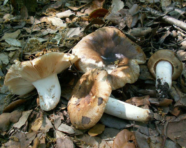 Russula sororia