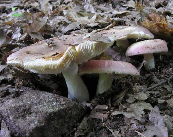 Russula vesca