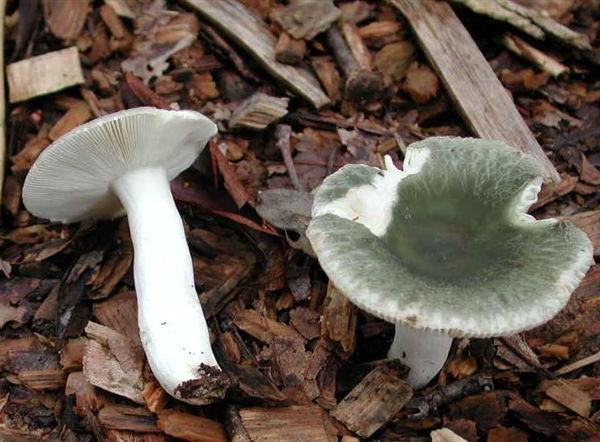 Russula virescens