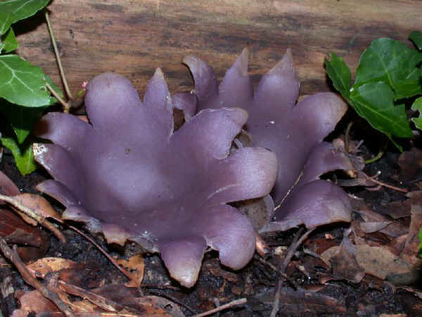 Sarcosphaera crassa