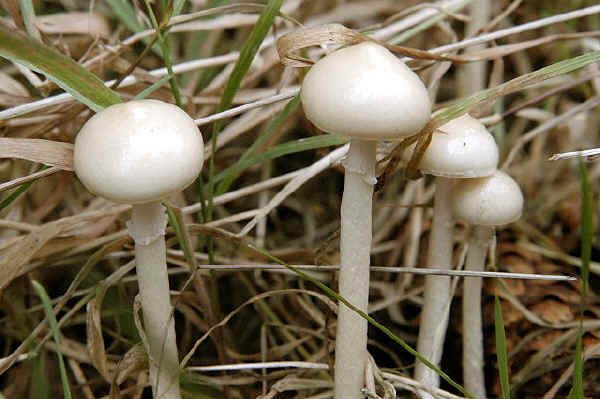 Stropharia semiglobata