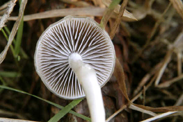 Stropharia semiglobata