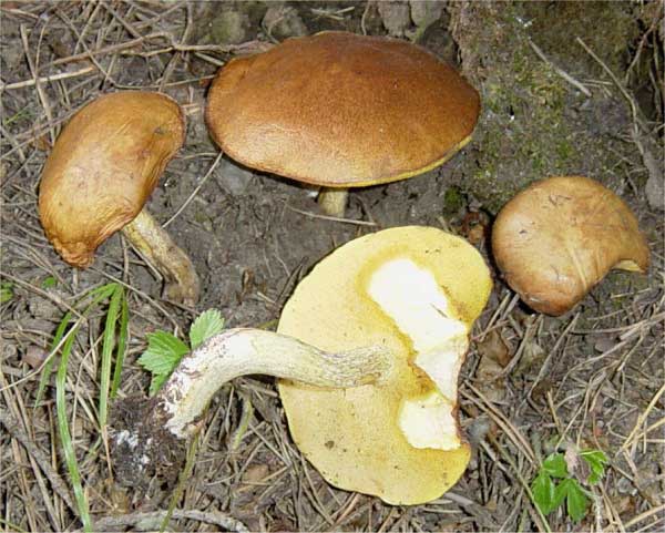 Suillus collinitus (Fr.) Kuntze