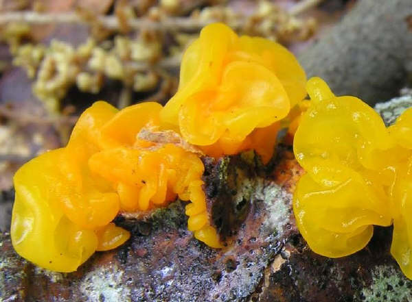 Tremella mesenterica