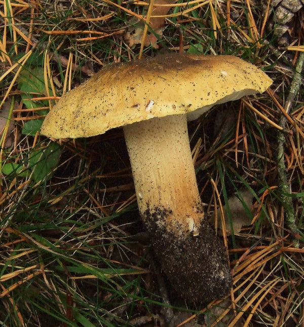 Tricholoma joachimii Bon & Riva