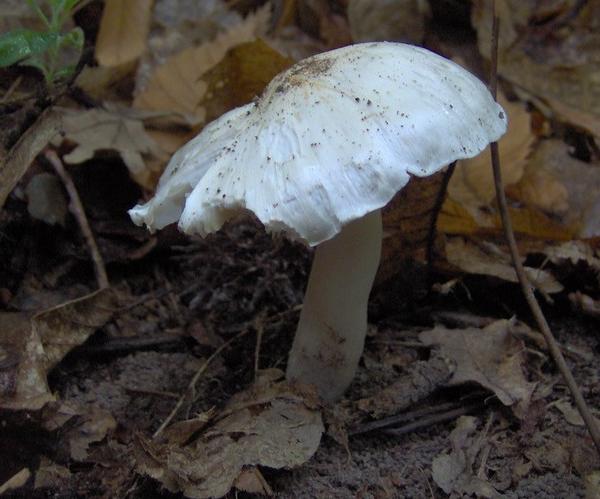 Tricholoma columbetta