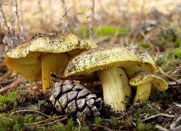 Tricholoma equestre