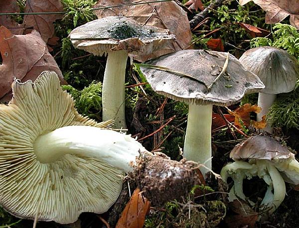 Tricholoma portentosum