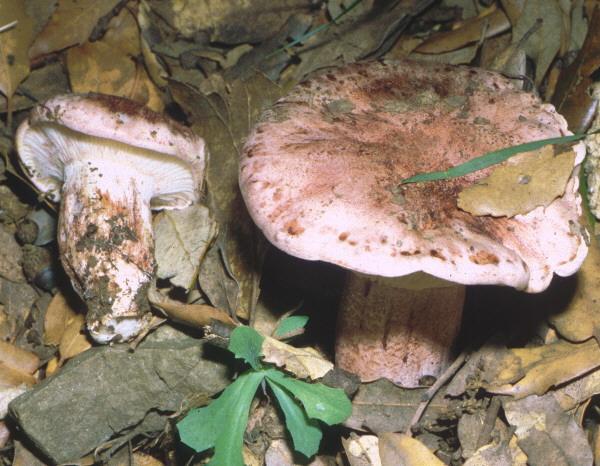 Tricholoma russula