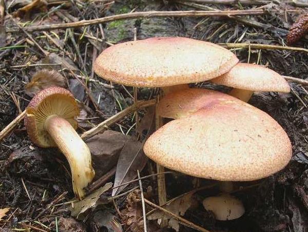 Tricholoma rutilans