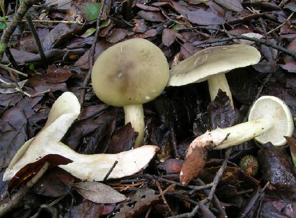 Tricholoma saponaceum