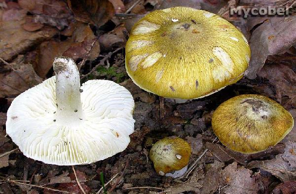 Tricholoma sejunctum