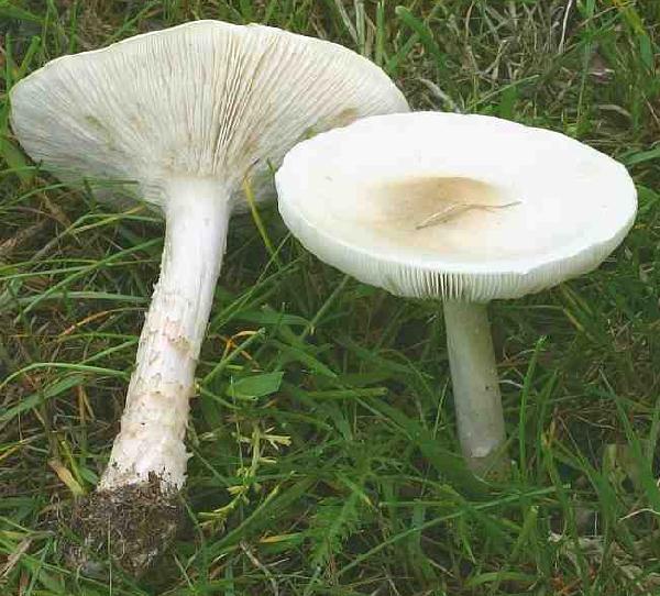 Tricholoma strictipes