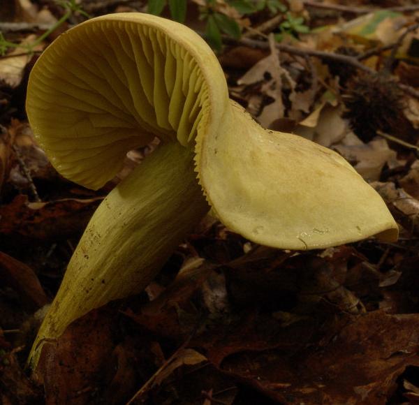 Tricholoma sulphureum