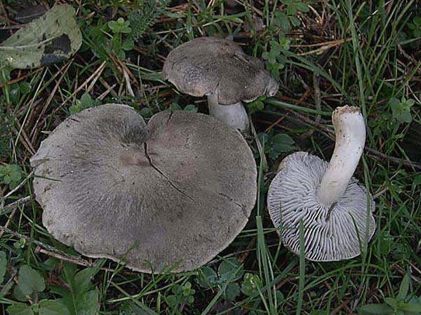 Tricholoma terreum