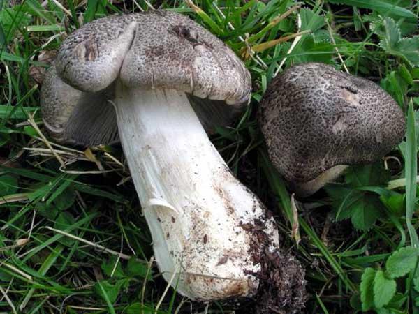 Tricholoma tigrinum