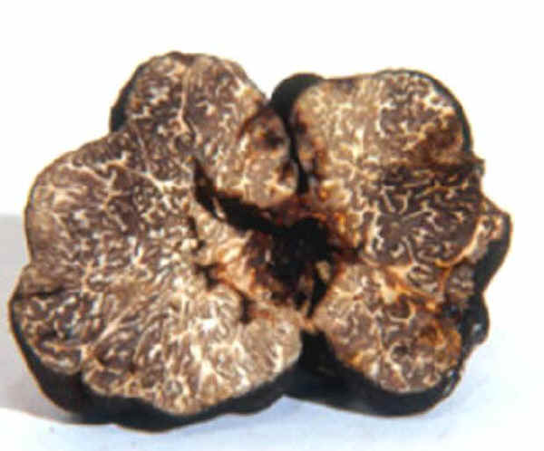 Funghi: Tuber macrosporum Vittadini - Tartufo nero liscio