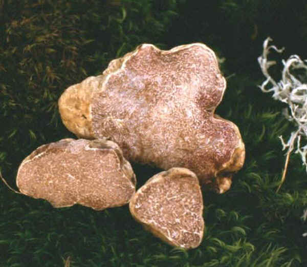 Tuber magnatum Pico