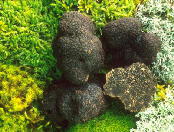 Tuber melanosporum Vittad.