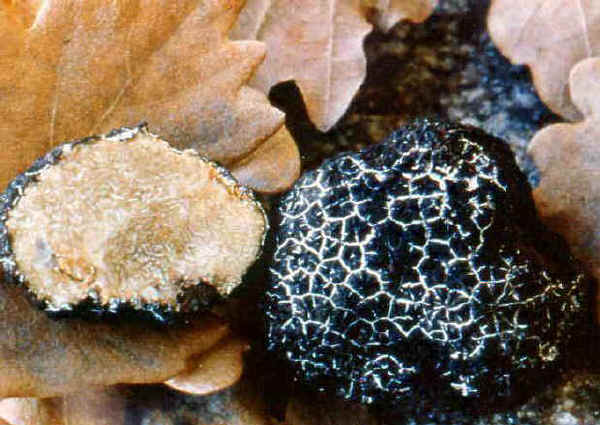 Tuber mesentericum Vittad. 