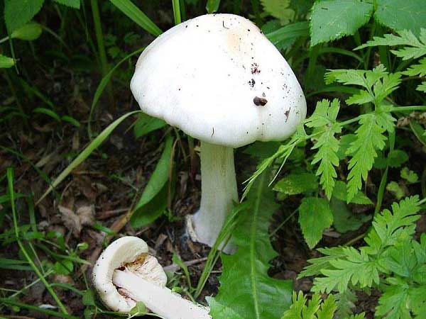 Volvariella gloiocephala (DC.: Fr.) Boekhout & Enderle