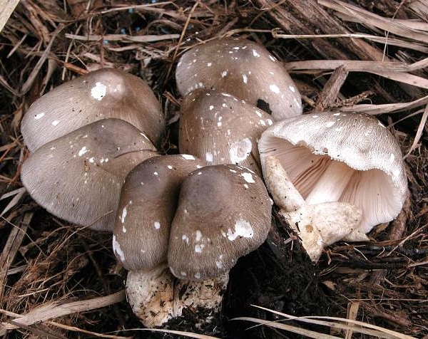 Volvariella volvacea